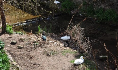 Patos chorreras Valdepeñas de Jaén