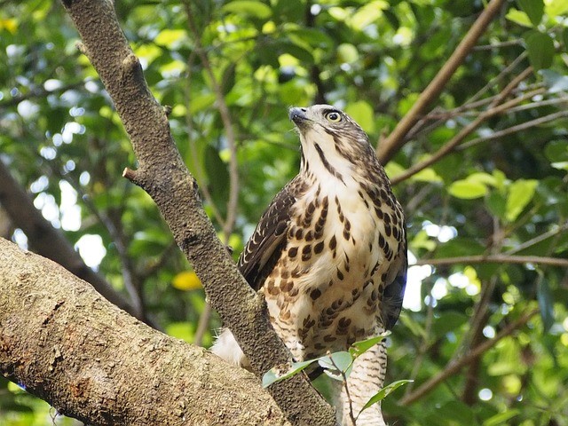 águila valdepeñas de jaen