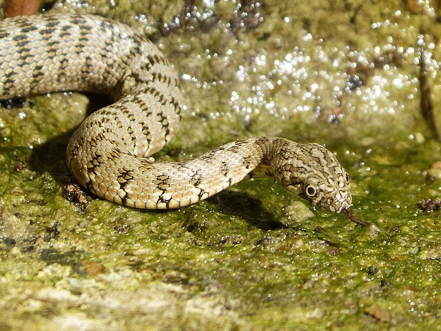 culebra de agua viperina natrix maura