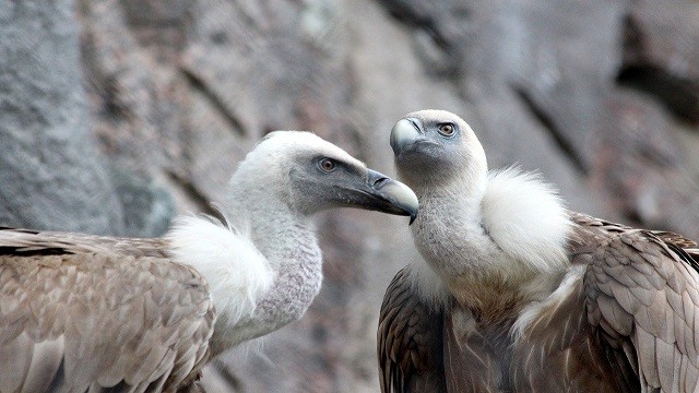 buitre leonado gyps fulvus